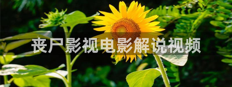 樱花影视在线免费观看
